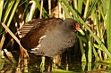 Moorhen - G